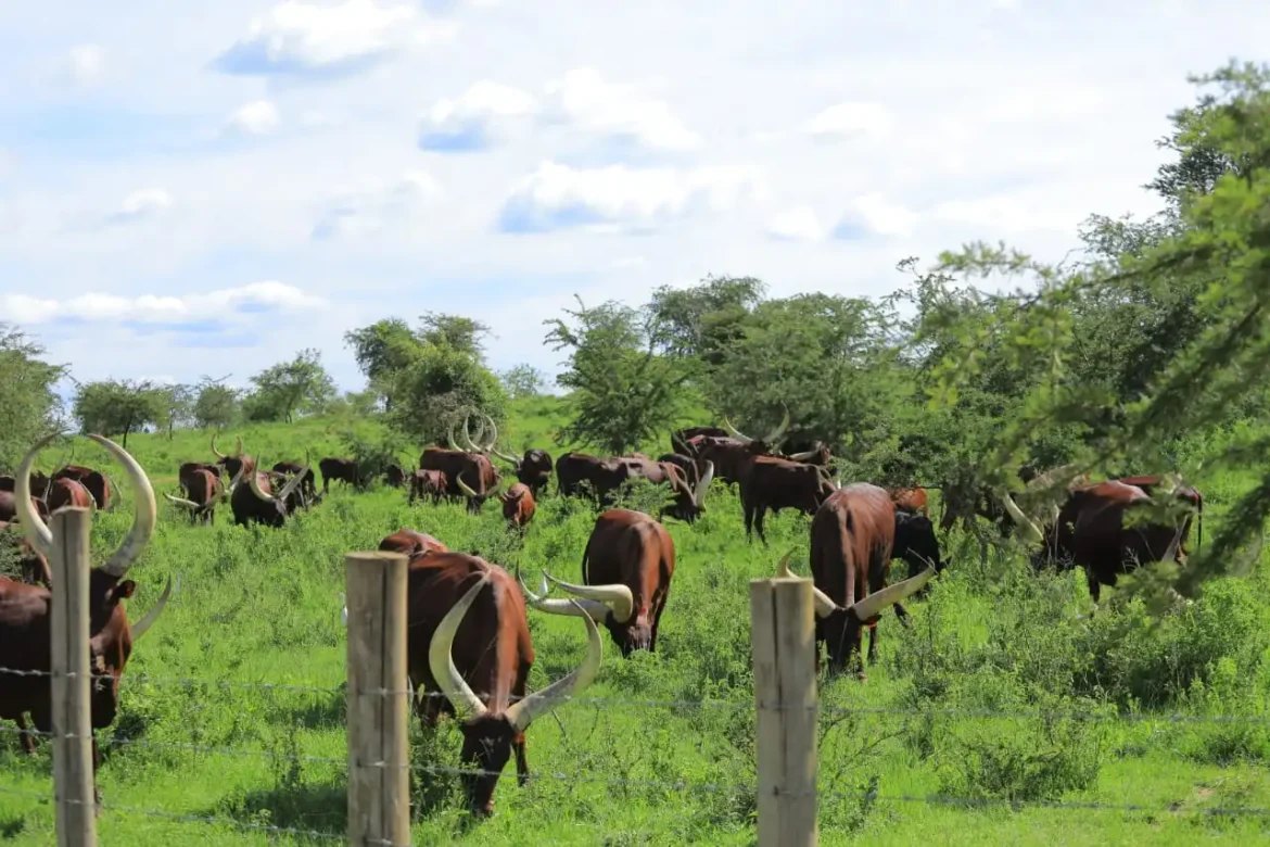 NAGRC&DB Develops High-Milk-Yielding Pure Ankole Dairy Cattle at Nshaara Conservation Ranch